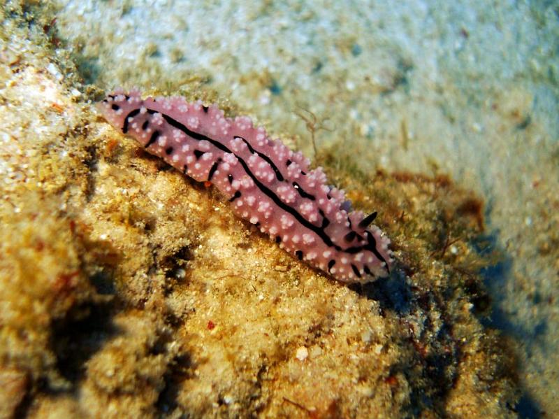 SIMILAN NOV 2008 .PHOTO LORAN (208).JPG
